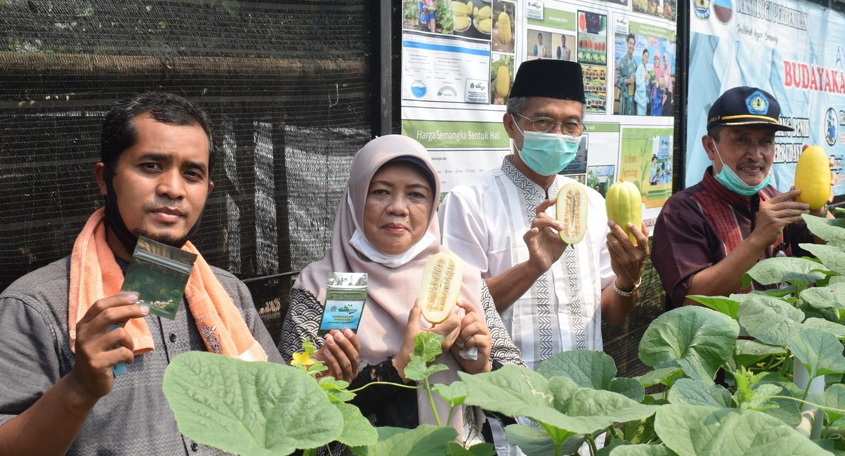 Seed Teaching Farm Politeknik Negeri Lampung Produksi Benih Melon Mini Makuwauri