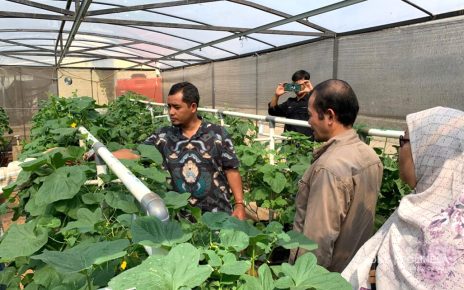 Persiapan Pelepasan Varietas Tanaman, Tim Verifikator PVTPP Kementan-RI berkunjung ke Seed Teaching Farm-Polinela