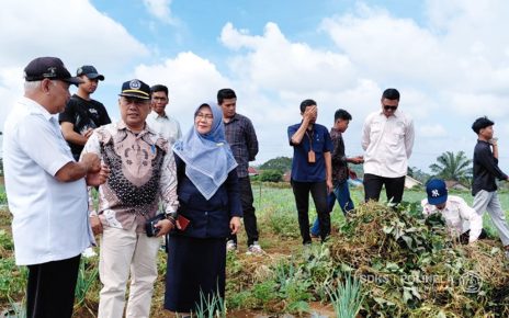 Dua Galur Ubi Jalar Unggul Baru Hasil Riset Dosen Polinela Berhasil di budidayakan di Lampung Barat